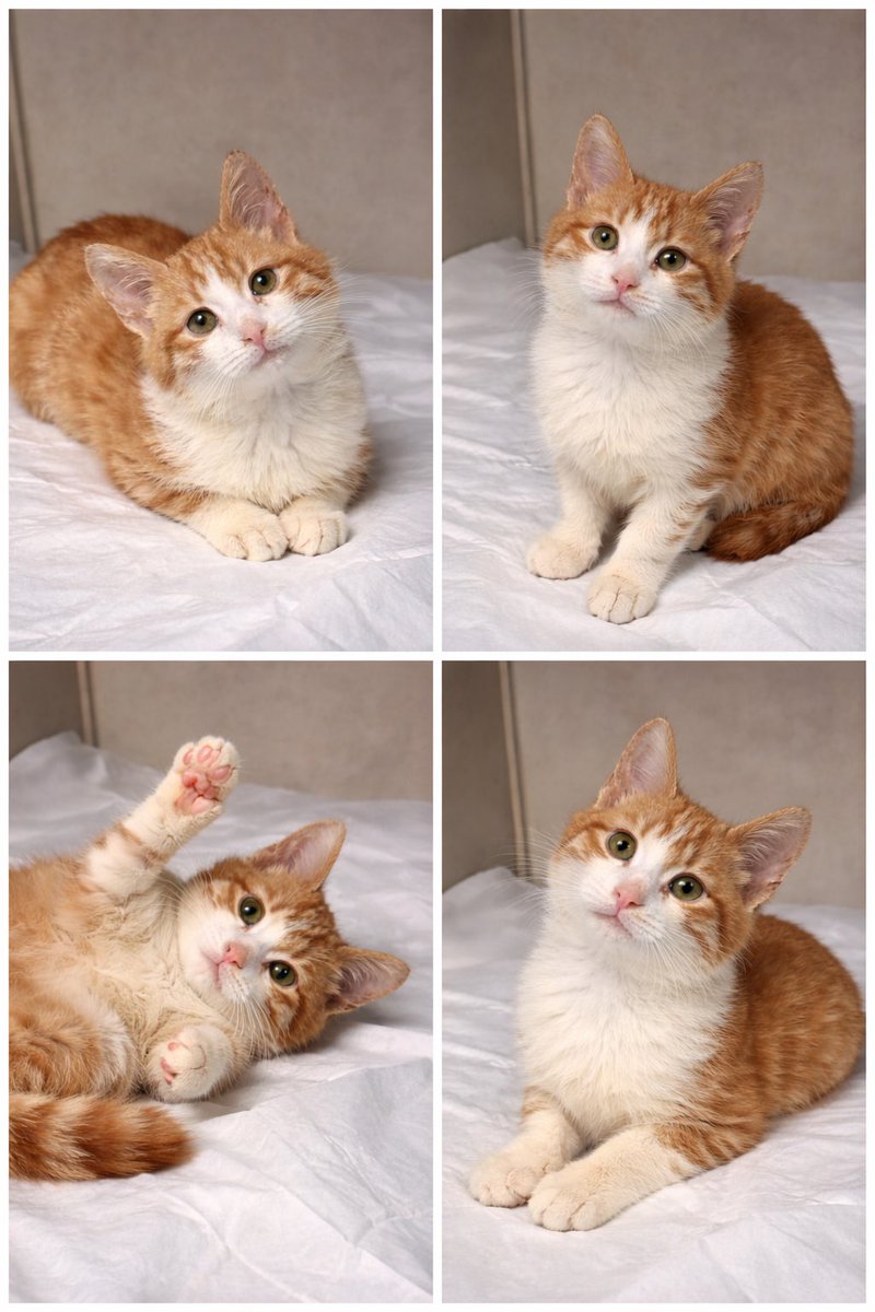 2.5 - 3 aylık civarı erkek bebeğime yuva arıyorum. Ürkek mahsun bir Sarmaniko. Onu çok sevecek ve asla terketmeyecek ailesi hadi bul bizi 🍀🥰🙏🏻 iletişim 05542281876 (WhatsApp) Kozyatağı İstanbul