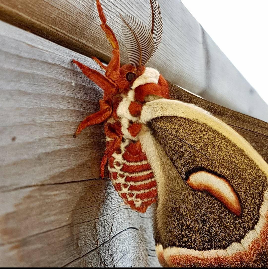 Moth Heaven tweet media