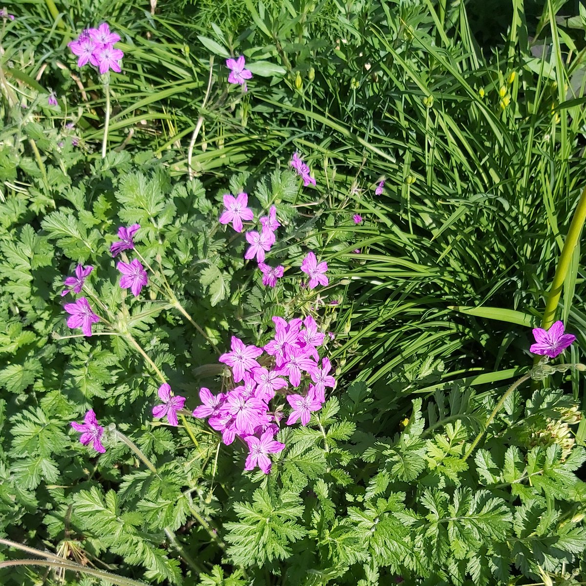 Linux im Frühling tweet media