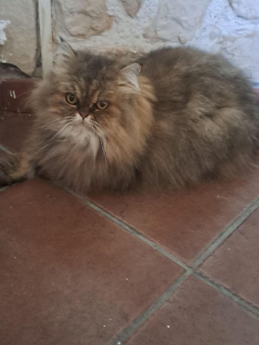 yeniseybm's tweet image. URGENTE! Questi due amori pelosetti cercano una famiglia che li adotti! 4 anni, sterilizzati, dolcissimi!
Lo danno via perché arrivato un cane Corso, che in 2 occasioni ha provato a sbranarli. Purtroppo esiste gente che dopo 4 anni riesce a separarsi dei suoi amici...
Fate rt!