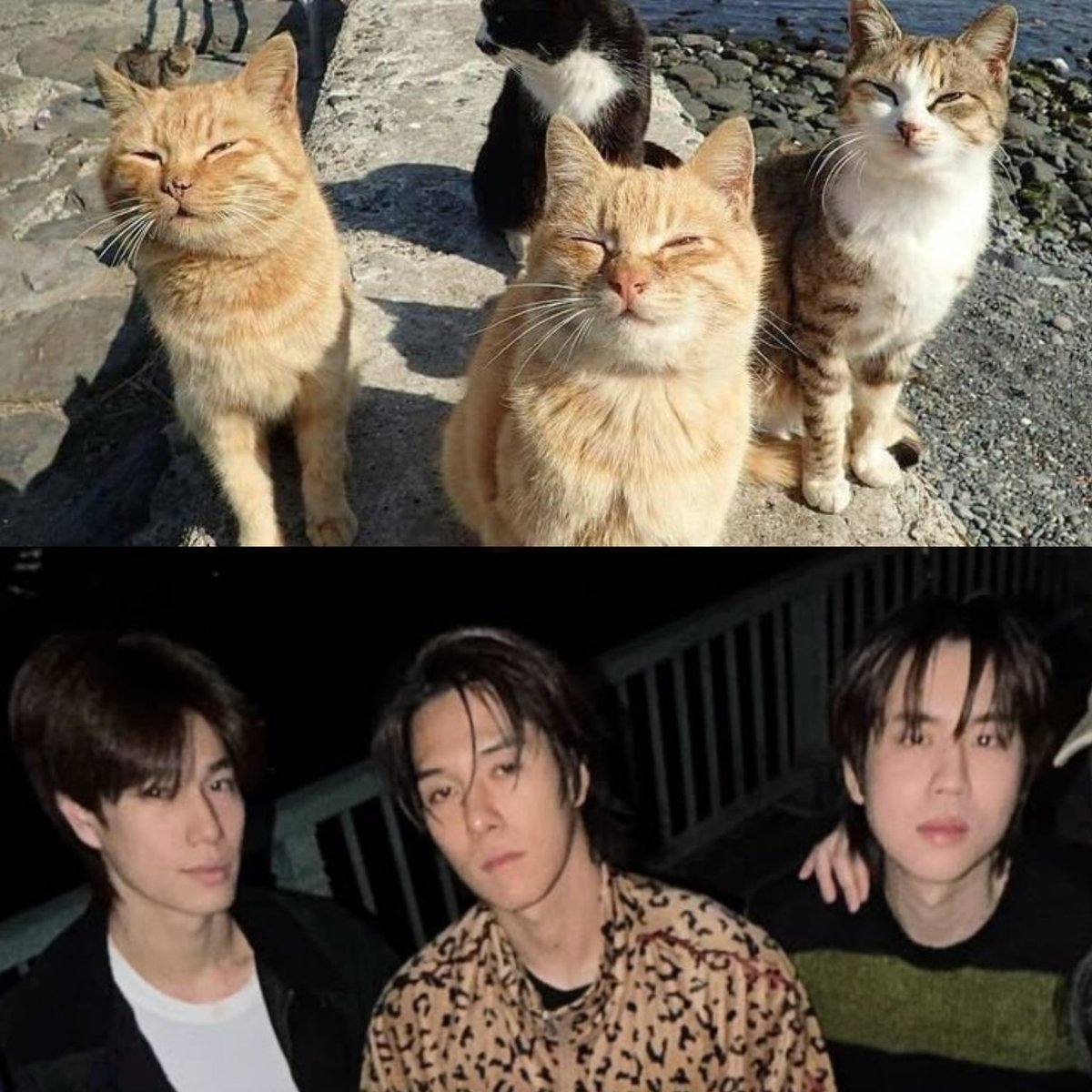 ใช่เลยอะ เหมียวพุ เหมียวนิ เหมียวเปรม

#hirunkit_ #prem_space #phuwintang