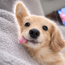 ChainCTOScan's tweet image. 🟢New CTO Detected
Check Chart - Signal: gmgn.ai/sol/token/lu5E…
$Penny(Penny)
CGSvPbJN5z9Kum2NbbYFG6eGMq839PNr3ZM1FknTpump

🎲 5m TXs/Vol: 987/$33.1K
💡 MCP: $40K
👥 Holder: 401
🕒 Open: 2min ago
✅TOP 10: 21.83%
🚨 DEV: 🚨 Sell All
Narrative: The Penny token originated from a