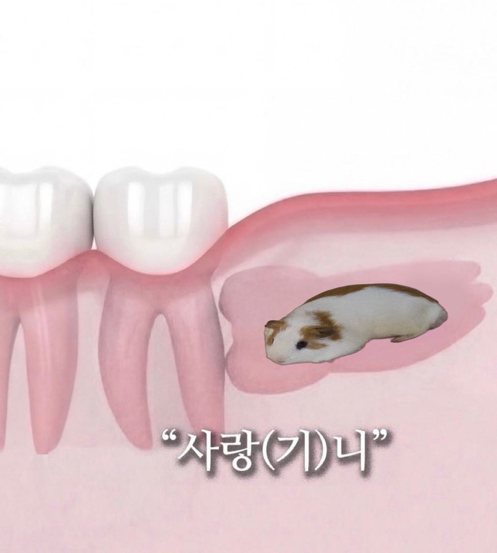 toosleepiness's tweet image. 사랑(기)니를 가져보실 분?