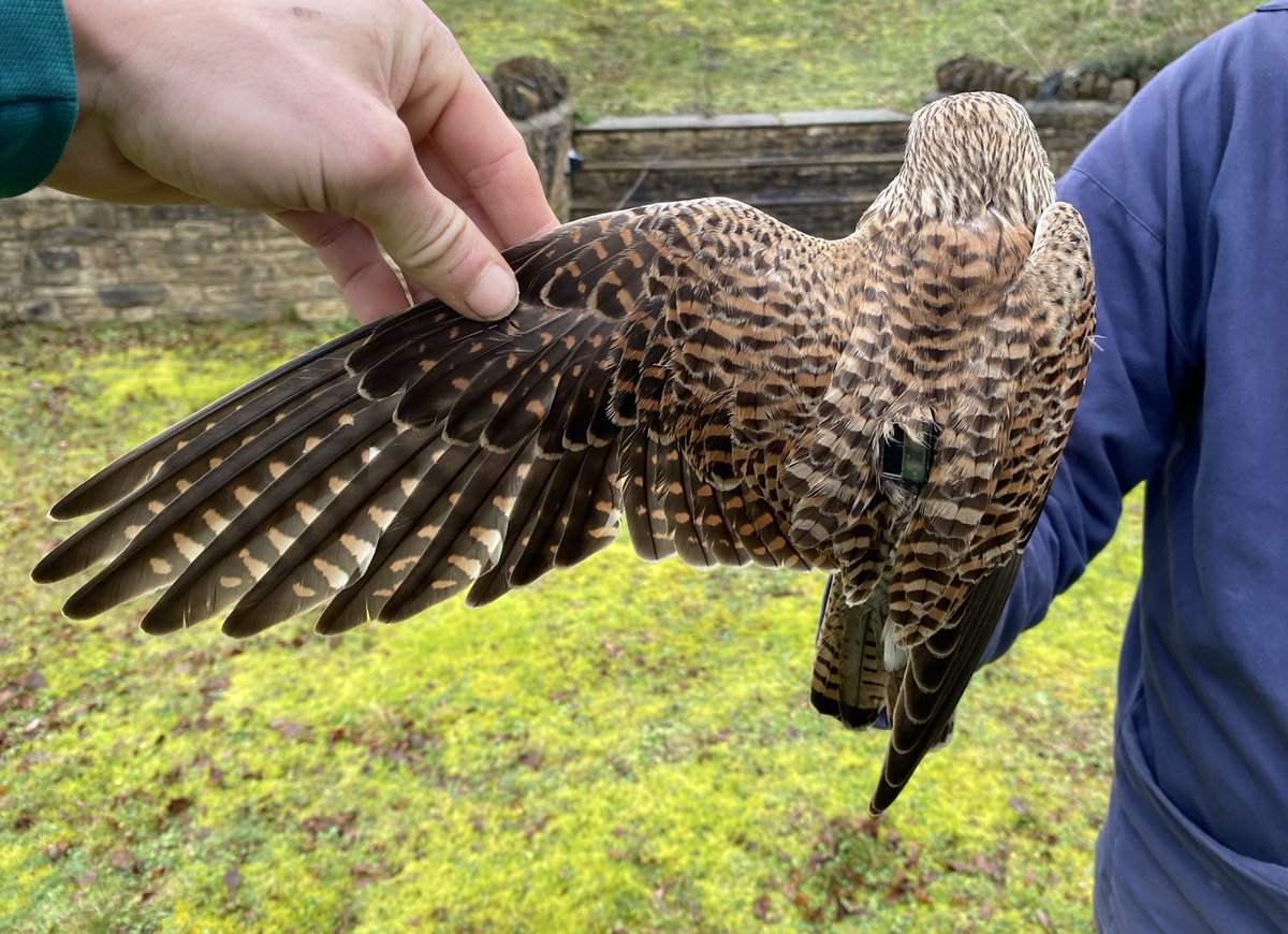 Ed Betteridge tweet media