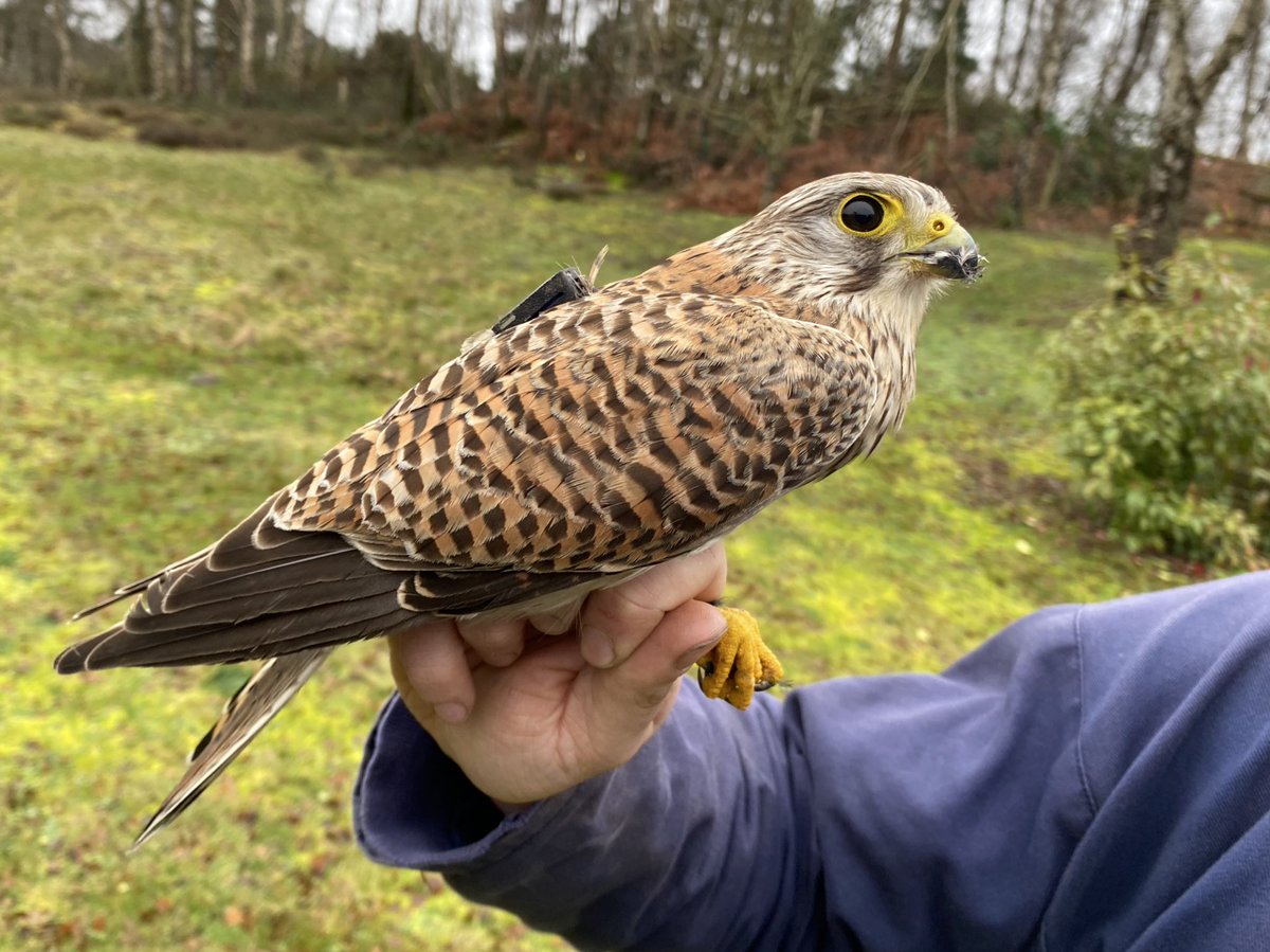 Ed Betteridge tweet media