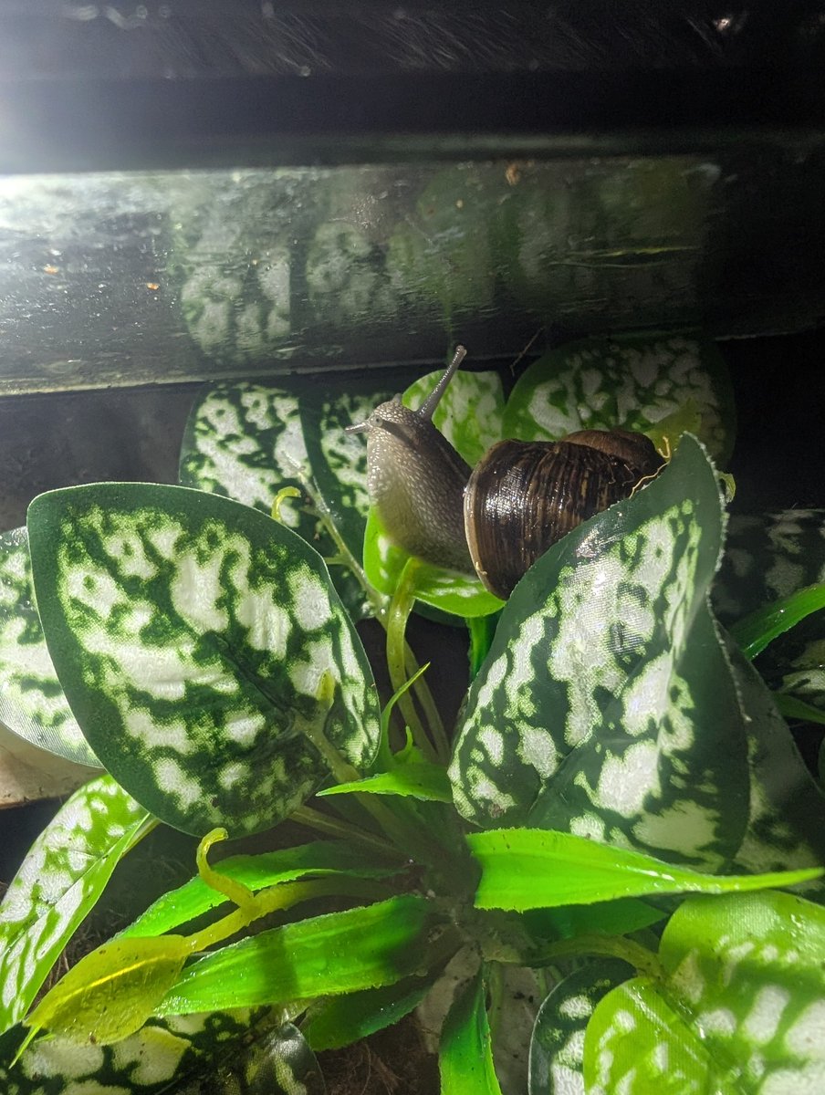 A pet genuinely can change your life. I can't kill myself because my snails and my cat need me