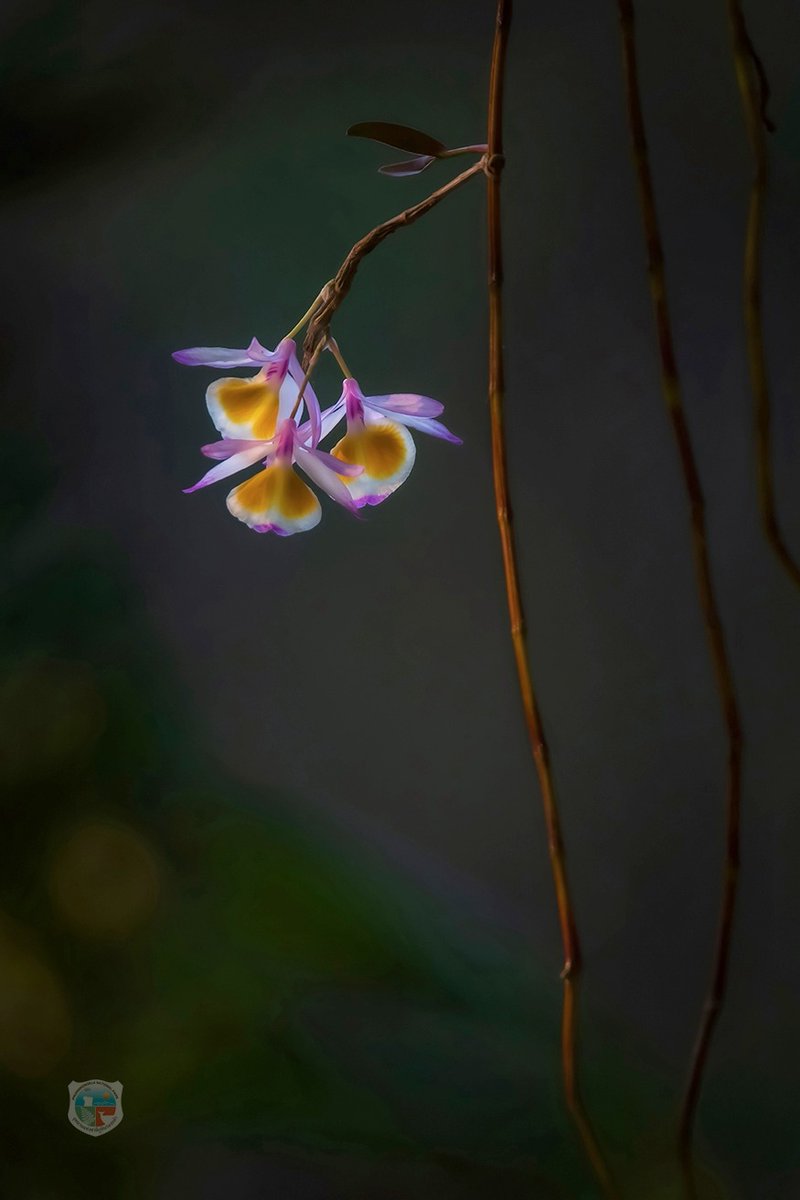 ขาวแต้มม่วงดูนวลตา 🌸 “เอื้องกิ่งดำ” กล้วยไม้ป่าเสน่ห์แห่งภูหินร่องกล้า กลีบดอกมีขนละเอียดพร้อมขีดม่วงสดที่คอดอก สวยจนต้องหยุดมอง ✨
​#เอื้องกิ่งดำ #อุทยานแห่งชาติภูหินร่องกล้า #กล้วยไม้ไทย #กรมอุทยานแห่งชาติ