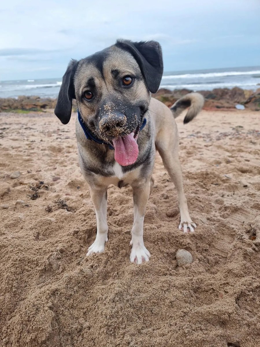 Bruno is a 4 year old male mixed breed. He is available and looking for a new home. 
Bruno is chipped and neutered and healthy with no medical issues. 
He thrives on attention and lives with another dog. He is very social when out on walks with other dogs too. 
Bruno doesn't have