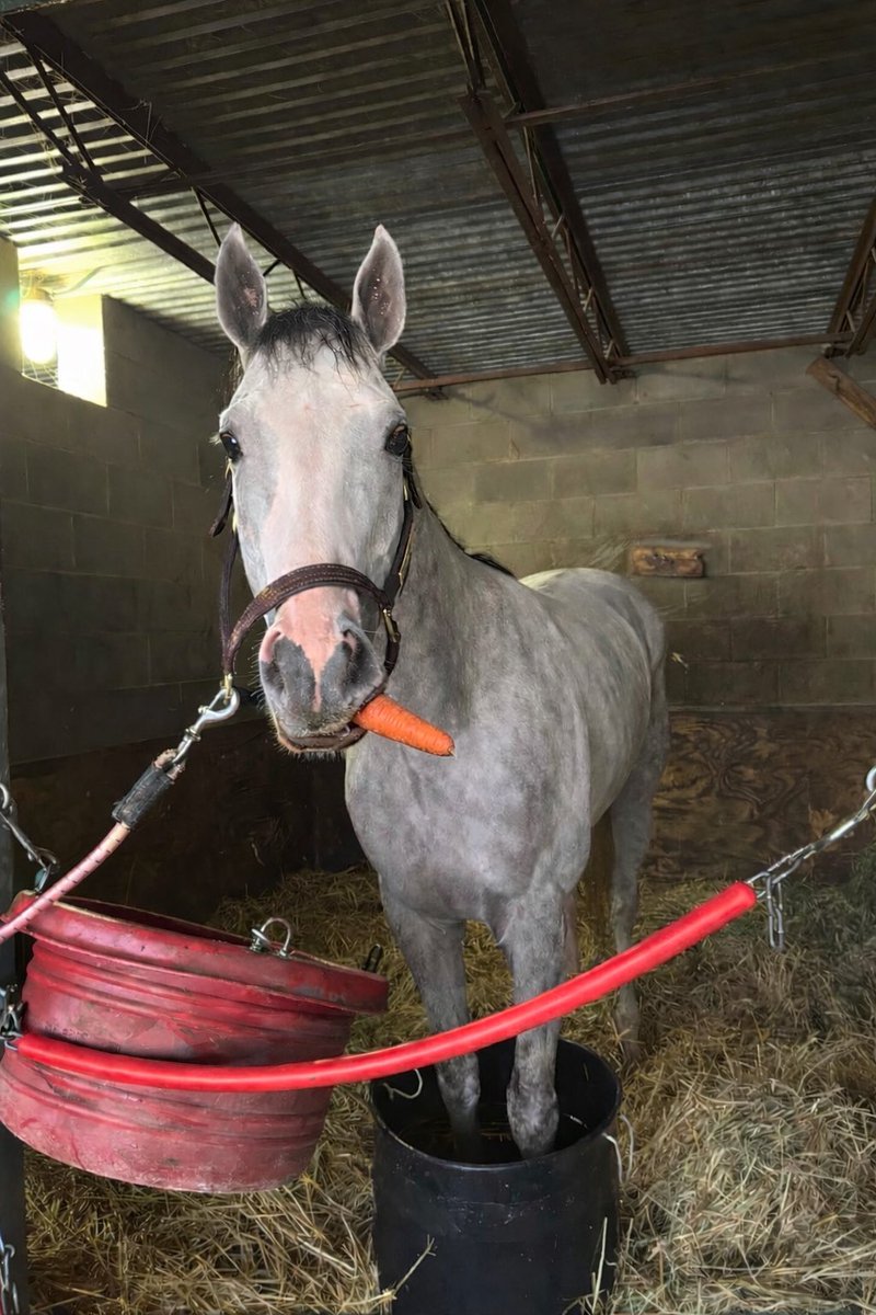 Griffin Johnson tweet media