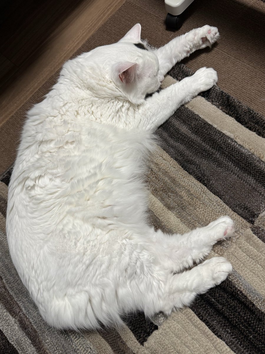 猫は ナントカ文書ってどこまで公開されたの？ とか 米軍がどっかに