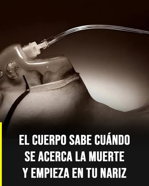 manmandangon's tweet photo. EL DIEGOTE LO SABIA DESDE EL 84 https://t.co/kMStuesUtH