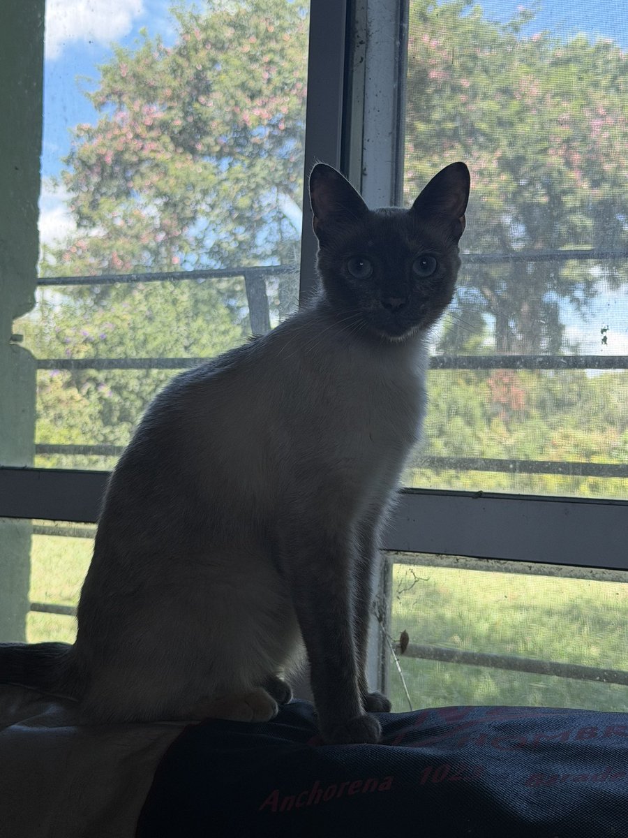 Luli Lacerna tweet media