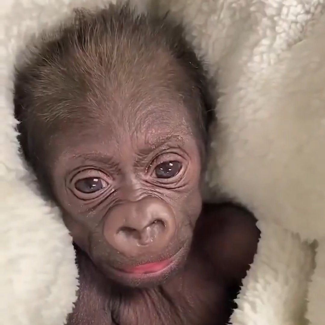 Argentina Open tweet media