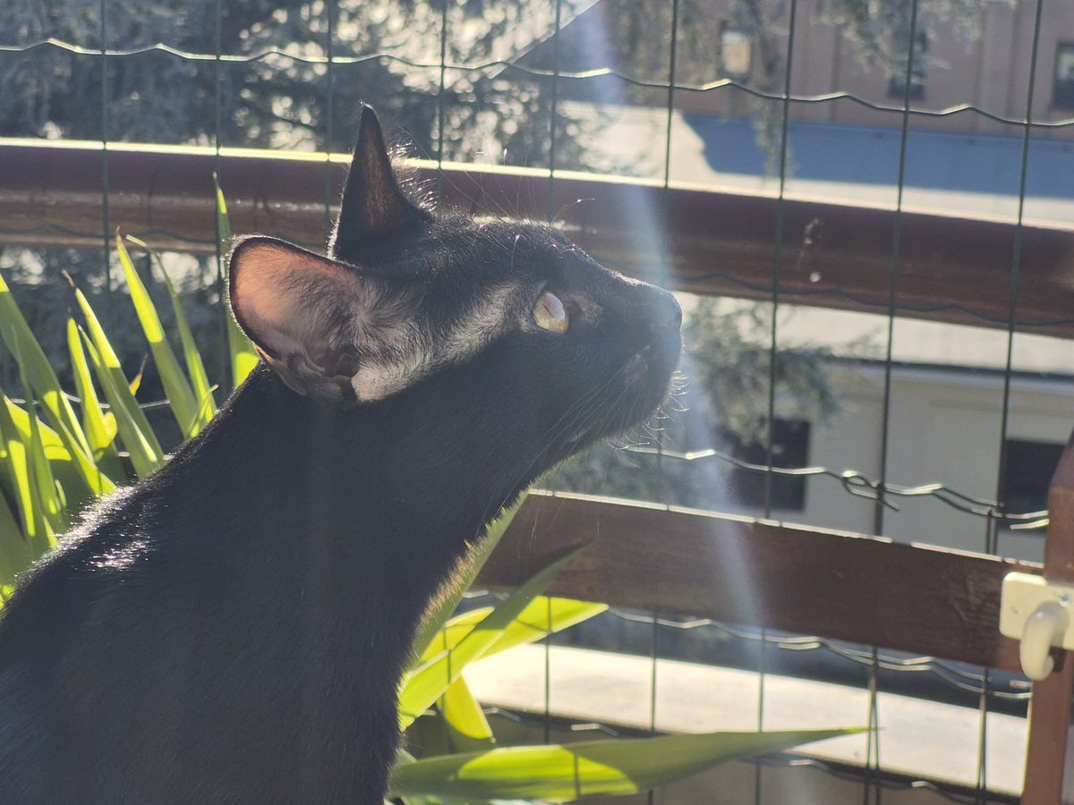 Happy #Caturday dear Javier <a href="/reinosoj2/">Javier Reinoso</a>, Reinoso family and all #cat lovers around the 🌎! Hope you are well ❤️
Matisse here is enjoying the subtle, shy beginning of warmer temperatures - and says hello to you all 🐈‍⬛
Sending you lots and lots of love and hugs! 💖💖💖🐱