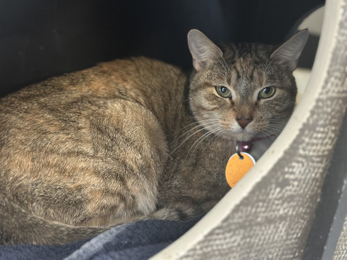 Lovely one-year-old Delta (#R169655) prefers the quiet corners of her new temporary home in Bianca’s Furry Friends, yet she warmly welcomes visits from people and feline roommates alike, graciously accepting every bit of attention. Her long journey north from Florida may have