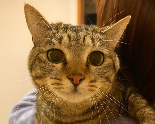 2月22日は #猫の日（にゃんにゃんにゃん）🐱／ 全国の看板猫ランキング