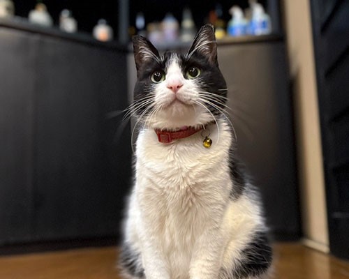 2月22日は #猫の日（にゃんにゃんにゃん）🐱／ 全国の看板猫ランキング