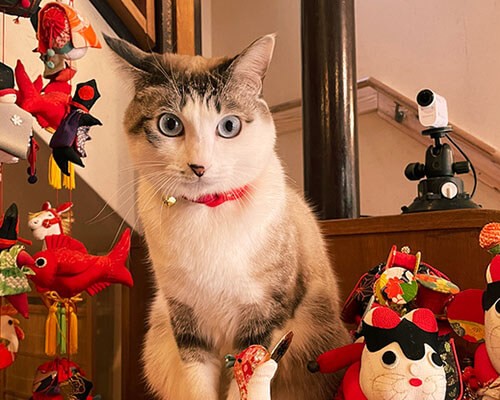 2月22日は #猫の日（にゃんにゃんにゃん）🐱／ 全国の看板猫ランキング