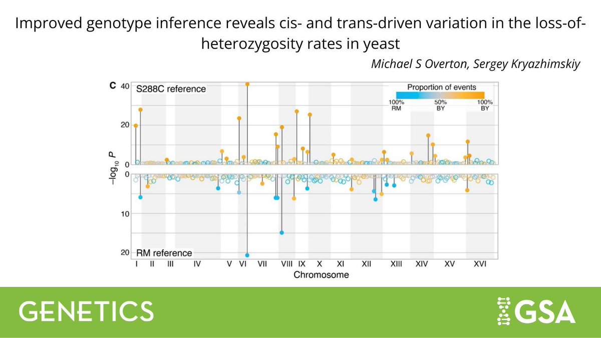 GeneticsGSA's tweet image. #Genomics methodologies can often introduce bias, resulting in inaccurate predictions. 

In #GENETICS, Michael Overton and @skryazhi present an improved genotyping pipeline for analyzing mutation accumulation in #yeast with a more reliable estimations. buff.ly/Kdndmgr