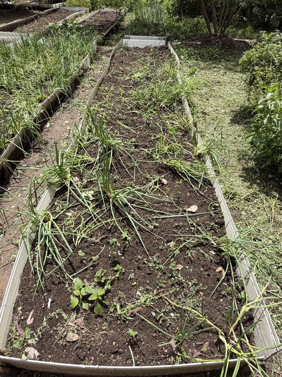 Diogotapuio's tweet photo. O resultado da pulverização aérea de agrotóxicos sobre a comunidade Pau D’arco do Iguapó, em Bacabal-Ma: pessoas intoxicadas e doentes, perda de toda a produção agrícola e contaminação do solo e da água. O Maranhão é a lixeira química do Brasil! https://t.co/0pqueEI4i4