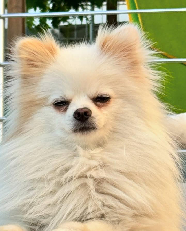 ELDEN ELE ÇOK ACİL!

Sevgili dostlar, Loki İzmir Sığacık'ta (Seferihisar ) kayboldu. Kısır ve çipi var. İsmine duyarlı. Görenler, duyanlar bana ulaşabilirler.
Şimdiden çok teşekkürler.