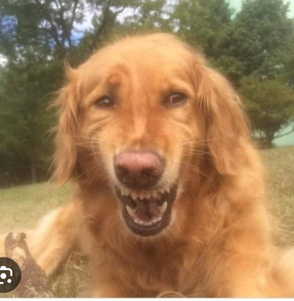 Yo leyendo los tw parodicos sobre la reforma laboral