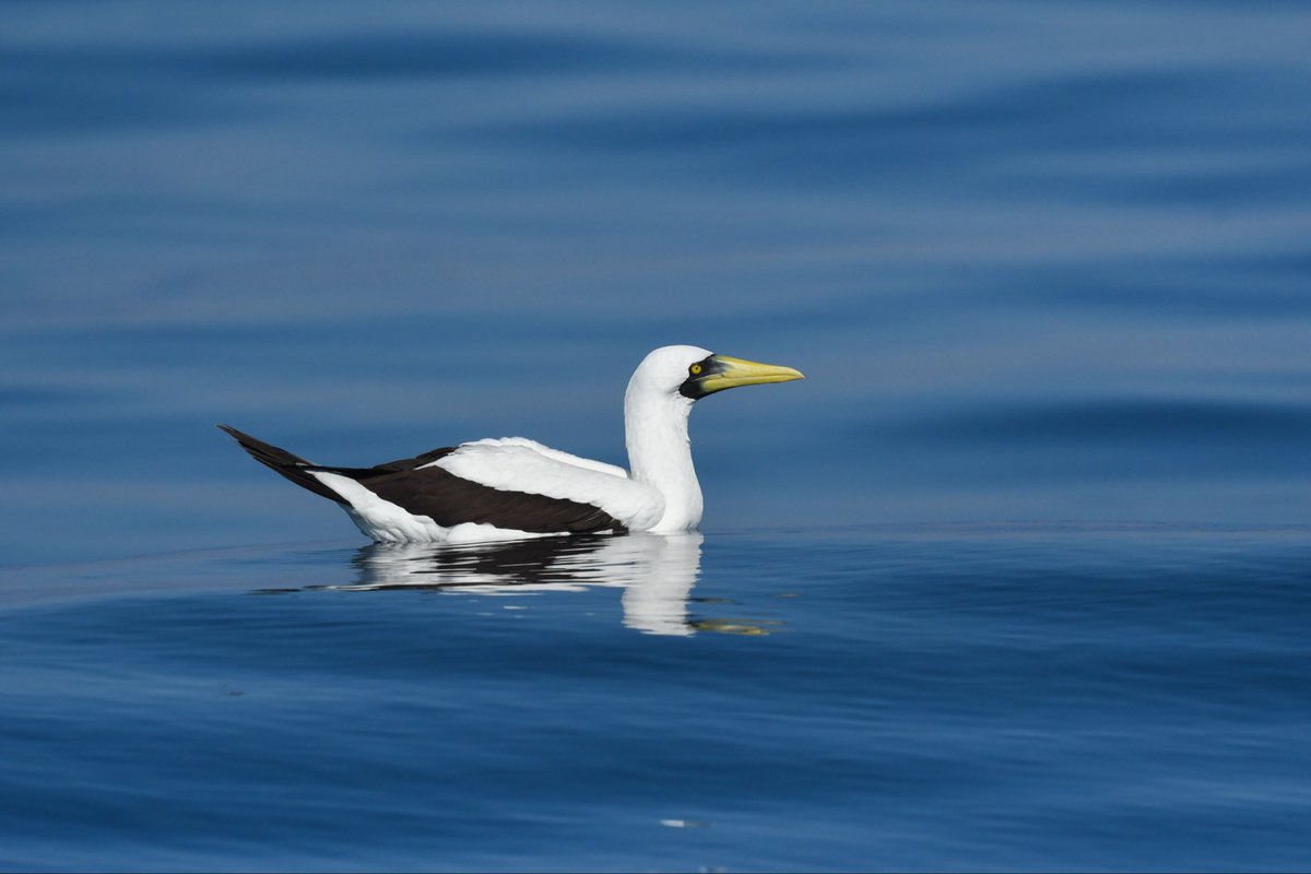 Anand Ramesh tweet media