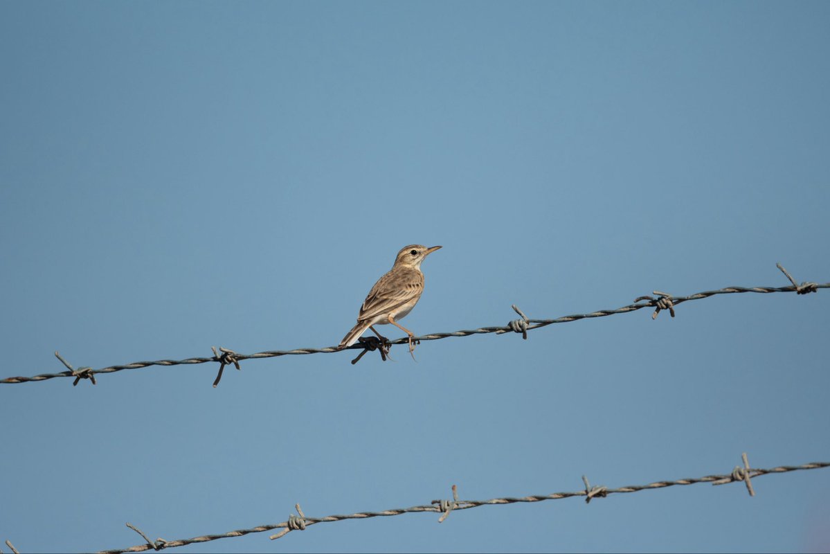 Anand Ramesh tweet media