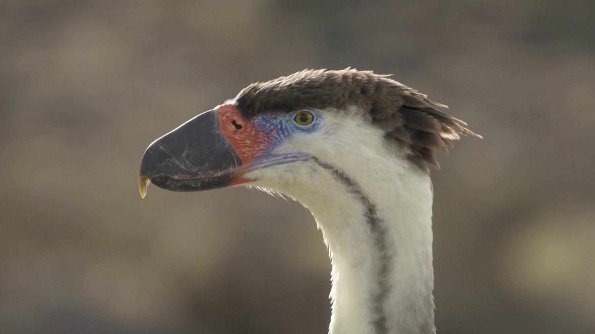 Riamus01's tweet image. Seriously man, never in my life have I enjoyed CGI spectacle so much.

The CGI is arguably the strongest this season. Making relatives of living animals look believable is probably much harder than animating dinosaurs. But here you don't think it's CGI for a second.