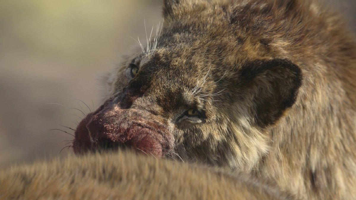 Riamus01's tweet image. Seriously man, never in my life have I enjoyed CGI spectacle so much.

The CGI is arguably the strongest this season. Making relatives of living animals look believable is probably much harder than animating dinosaurs. But here you don't think it's CGI for a second.