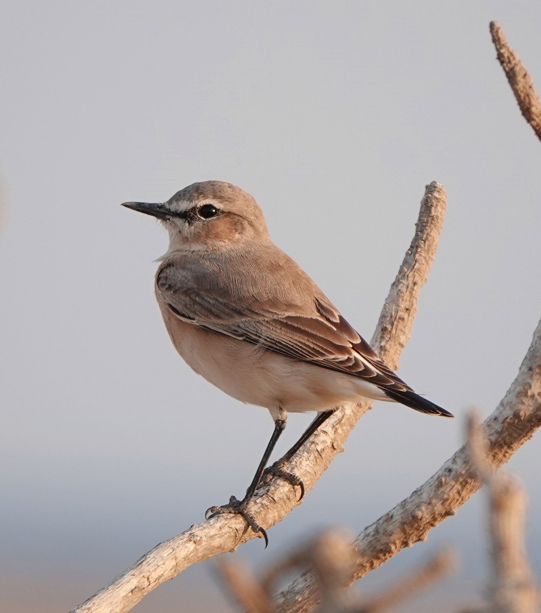 Long Nab Birder tweet media