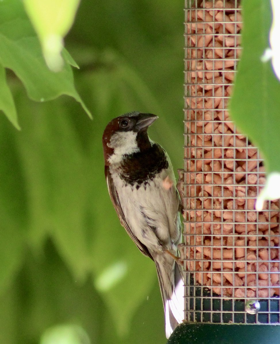 bucks bird club tweet media