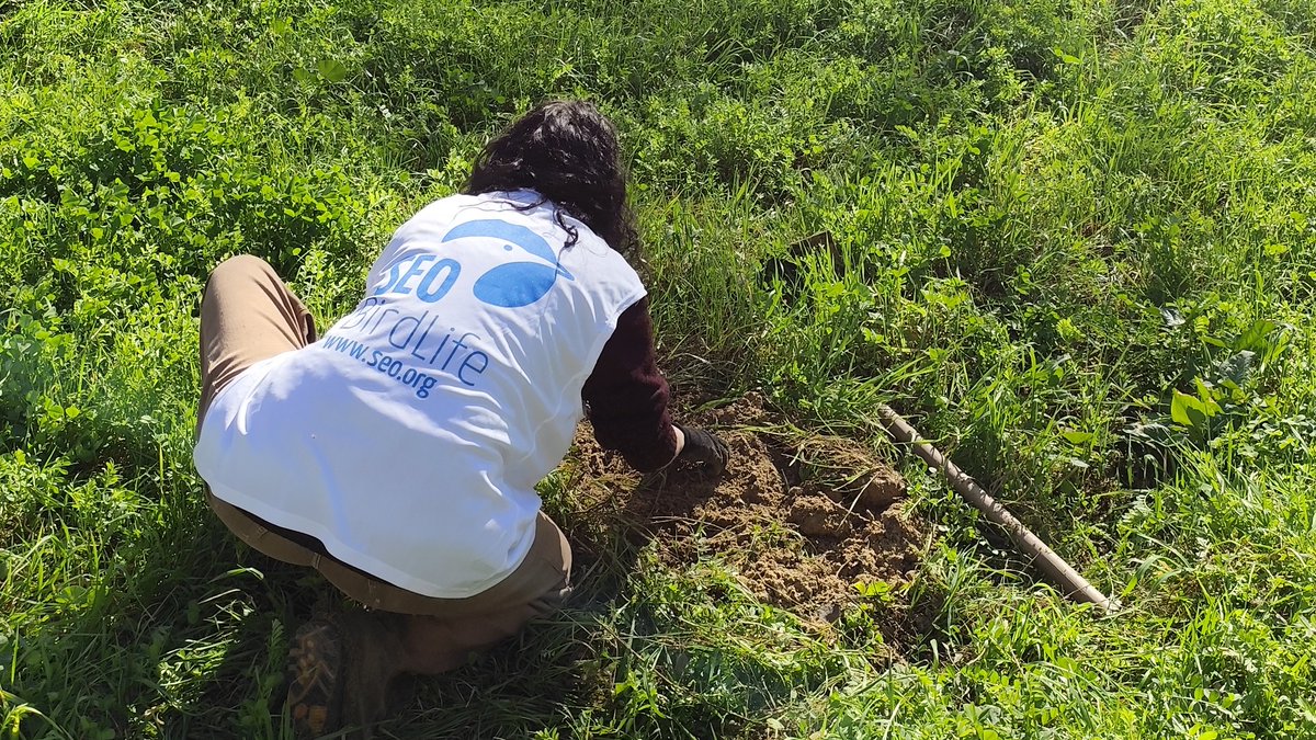 SEO Doñana tweet media