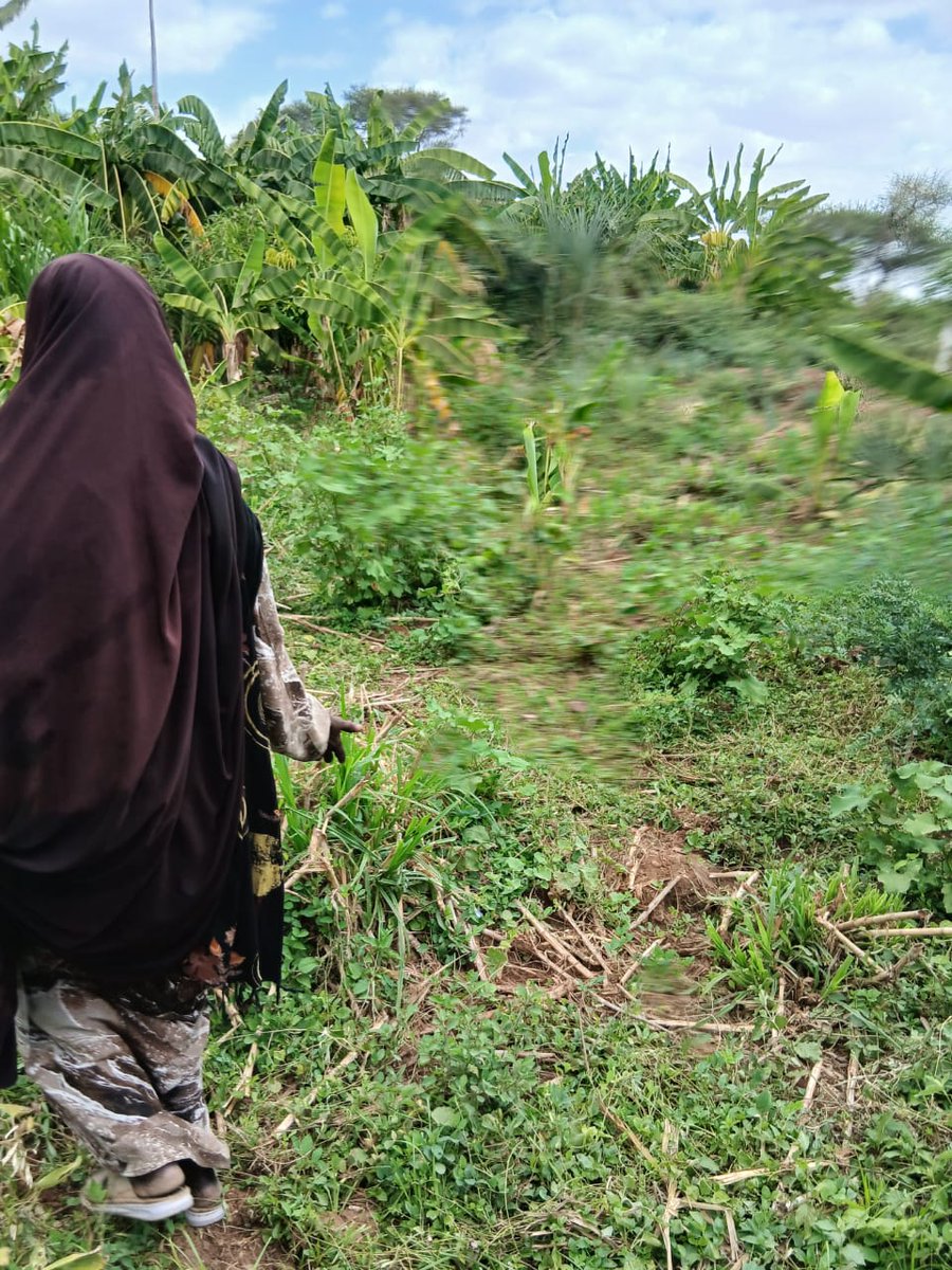 mohamedosmansh's tweet photo. Human &amp; wildlife conflict is immenet in #Balambala , #Garissa farmers are at a loss, crops damaged every season and #Kws is mum about it despite several claims and visit to there offices. The concerned need to act urgently as we feed up with excuses @KWSKenya @WilliamsRuto https://t.co/5j9DCrMo8U