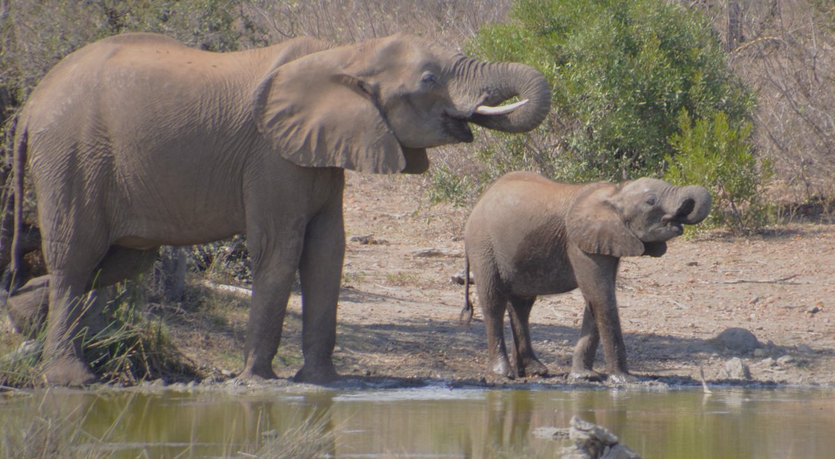 <a href="/DailyPicTheme2/">Daily Picture Theme</a> The African Elephant is recognized as a #keystone species, often described as an "ecosystem engineer" for its immense impact on the environment. They shape landscapes, dig for water during droughts, and disperse seeds that maintain savannah biodiversity.