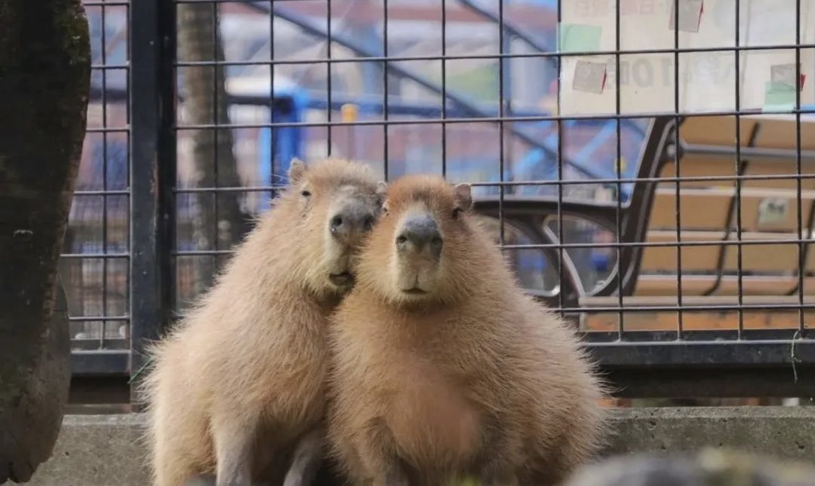 Capybaras tweet media
