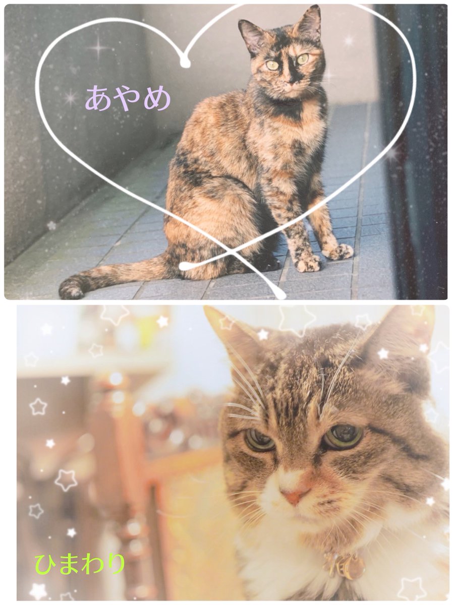 mick_2z's tweet photo. 猫がいる幸せ🥰
#猫の日  #ねこ  #保護猫   #CAT #고양이  #にゃんにゃんにゃんの日 https://t.co/AEuyWAxrVE