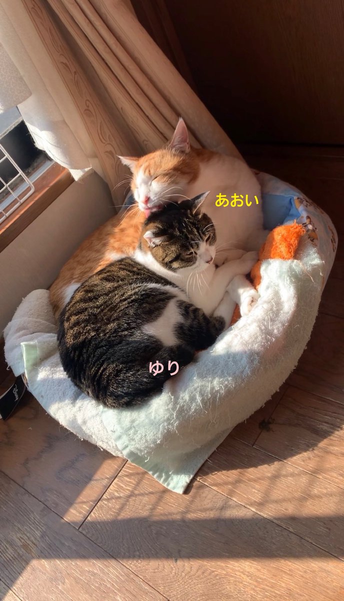 mick_2z's tweet photo. 猫がいる幸せ🥰
#猫の日  #ねこ  #保護猫   #CAT #고양이  #にゃんにゃんにゃんの日 https://t.co/AEuyWAxrVE