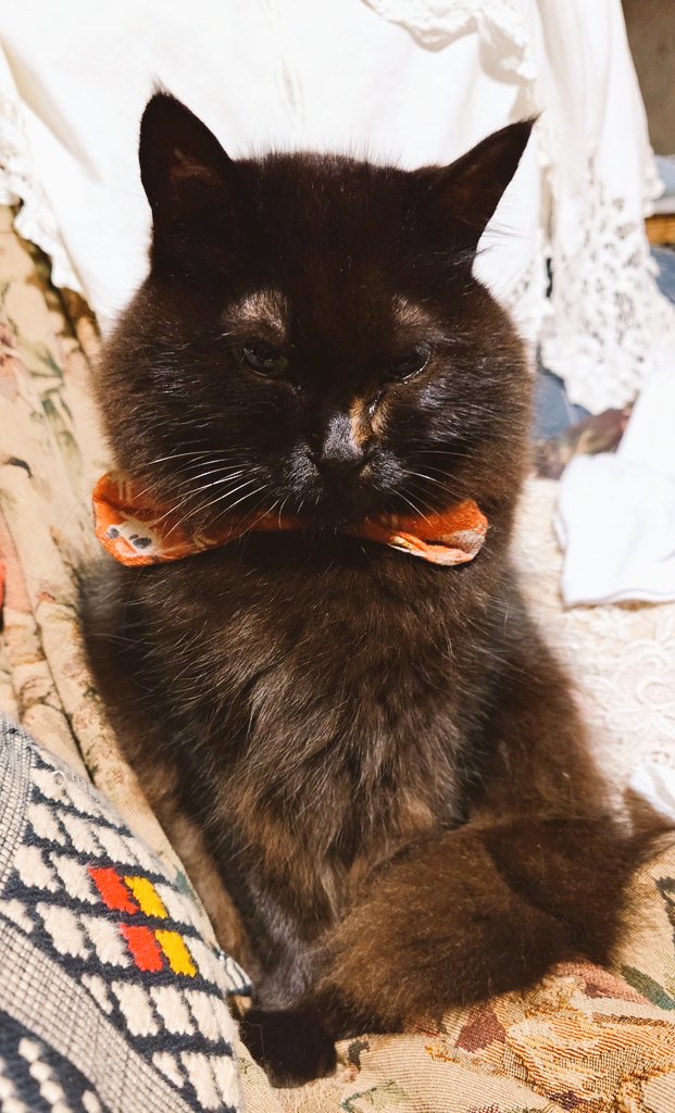 最近のねこたち🐈‍⬛ #猫の日