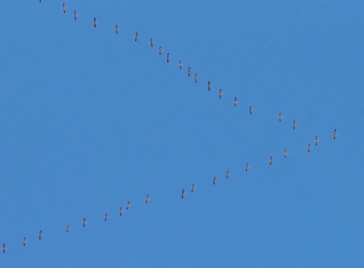 Barcelona Birding Point tweet media