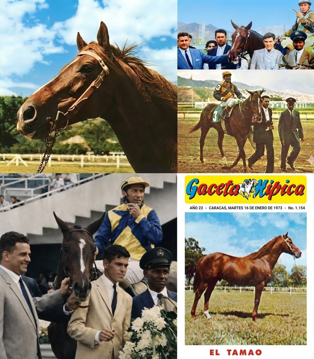 blindadosalas1's tweet photo. #Hipismo #InMemoriam El 12/03/1958 nació EL TAMAO 🇦🇷 Considerado aún como el mejor purasangre de hándicap en la historia hípica venezolana. Ganó 20 en 41 actuaciones, desde 1.200 hasta 3.200 Mts. #Presidencial #FFAA #OSAF Llegó a soportar 64 kilos varias veces.

Falleció en 1981. https://t.co/8B4tCiZQtk