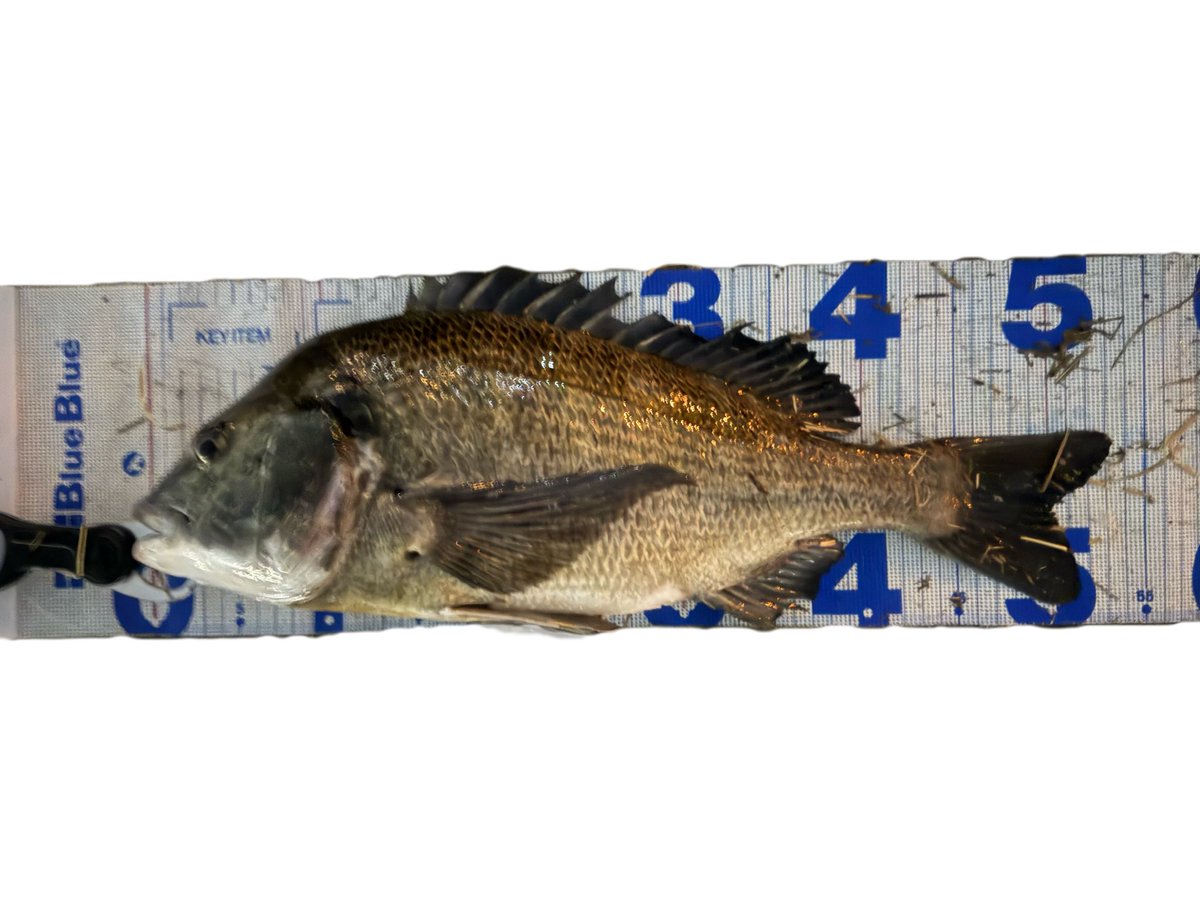 n_fish2021's tweet photo. またまた　ヘディサイト
今回は160！エサと思って丸呑みです。
リップ変えるだけでアクション変化
色んなパターンが楽しめるルアーです‼️
チヌ年なしおまけ付き。
#LureShopFROG  #Fes
#Fesオリカラ？
#Mi3  #HedisiteFlex135slim160slimヘディサイトフレックス135160
#Mi3FROG製品限定ポスト https://t.co/1sa5bGUM62