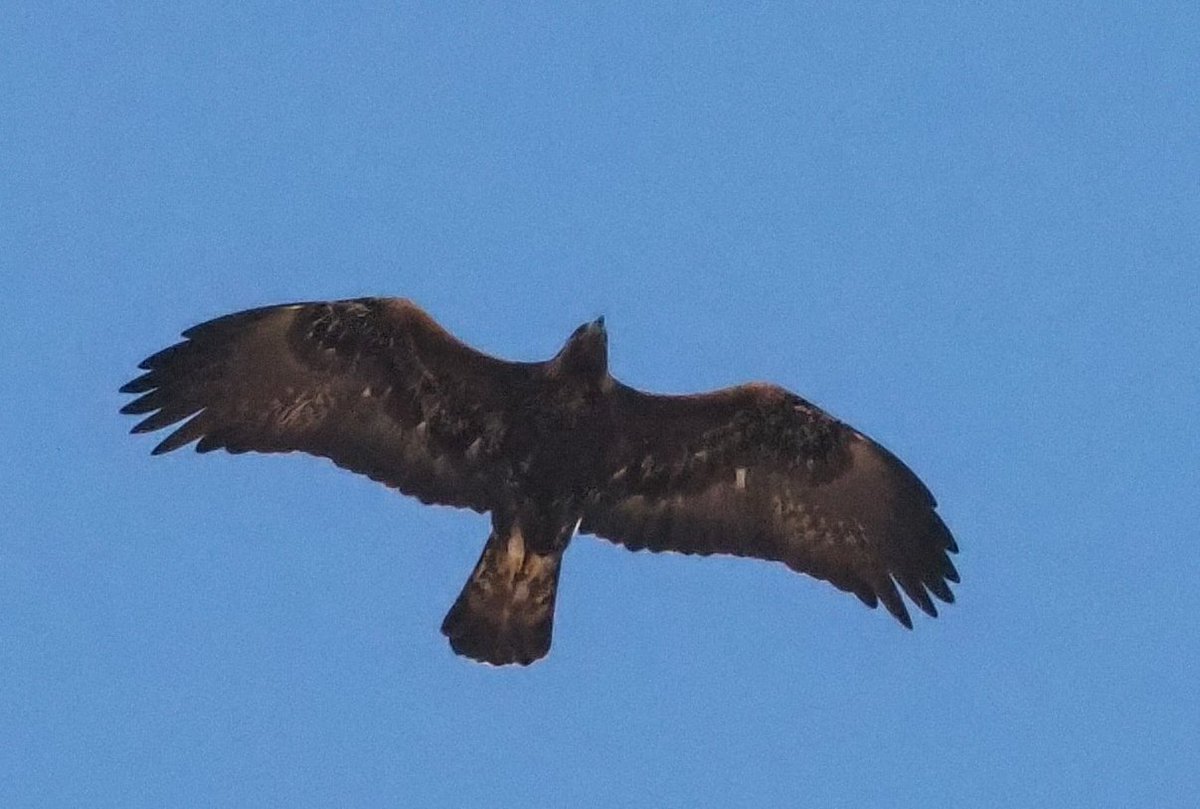 Barcelona Birding Point tweet media