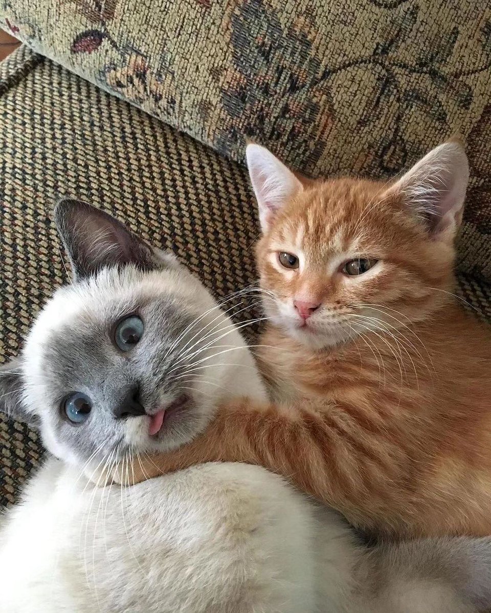 Punch Cat (@punchingcat) on Twitter photo 