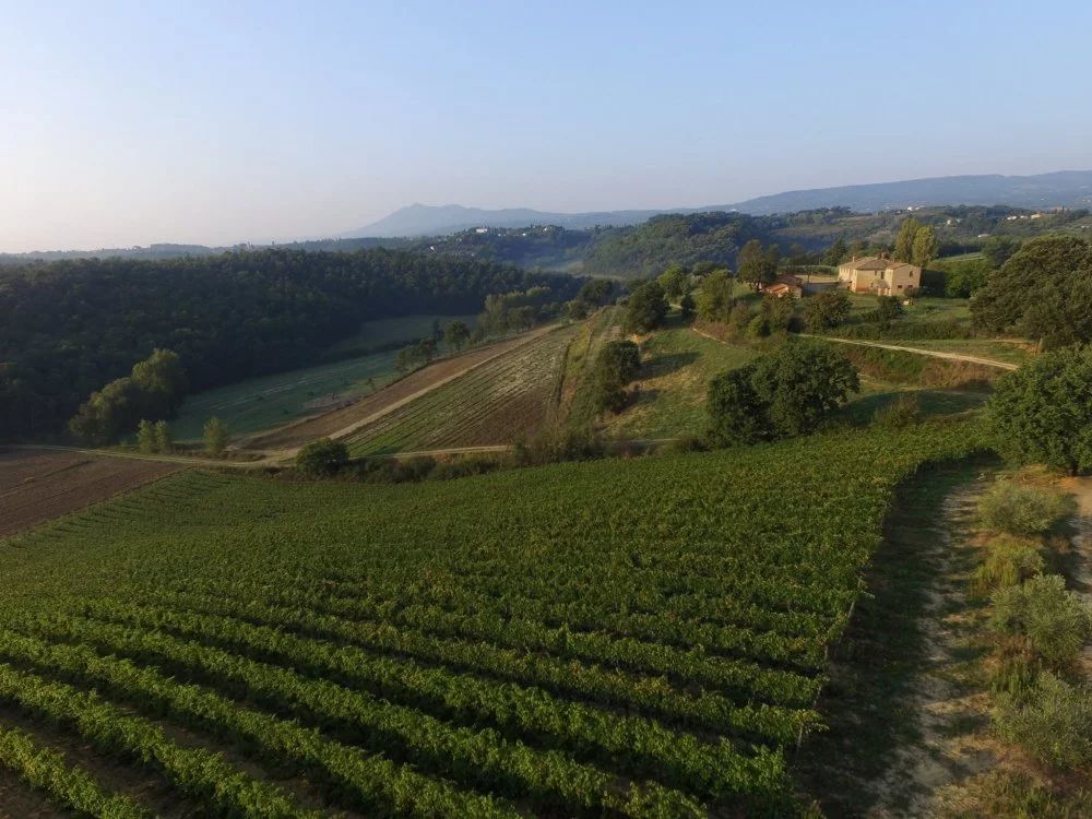 Chi l'ha detto che solo i "titolati" possono invecchiare? Oggi rompiamo i pregiudizi e andiamo nelle terre di Siena per scoprire come il tempo abbia trasformato una bottiglia nata per la beva quotidiana in un piccolo capolavoro di evoluzione.

percorsidivino.blogspot.com/2026/02/invecc…