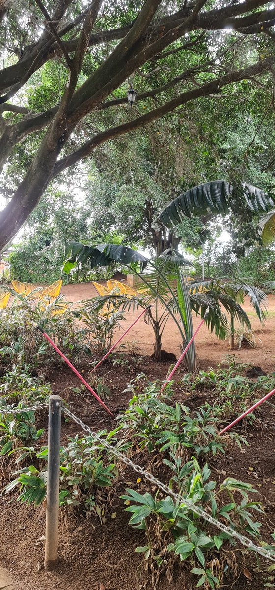 African SafariMan🇺🇬 tweet media