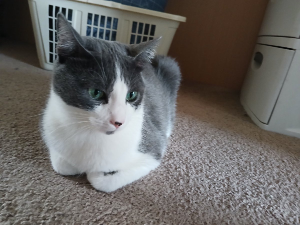 What do you call a cat that gets caught by the cops? The