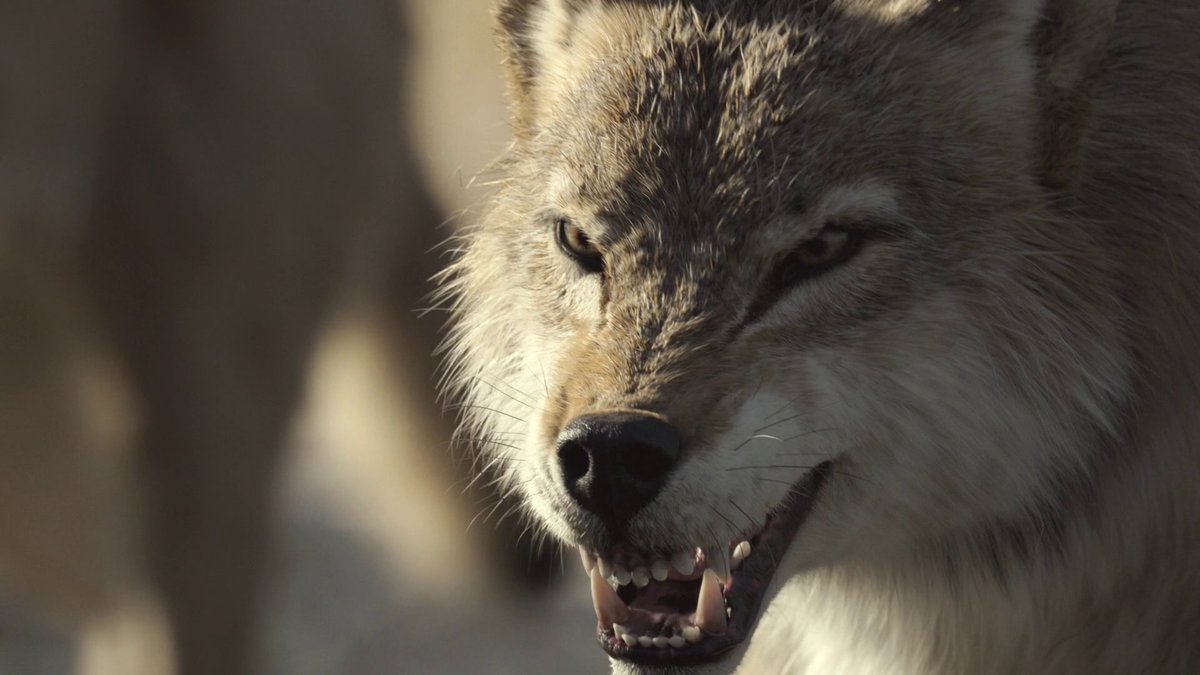 In virtually every shot, the animals are animated to behave exactly like their modern day counterparts.

It's difficult at times to think this is computer animation and not real behavior captured on footage.