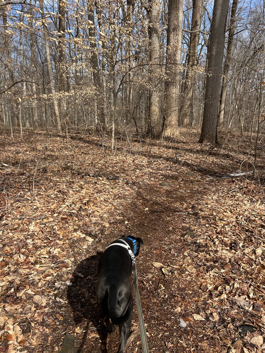The snow from the big winter storm finally melted! Got a walk in before the storm tomorrow/monday. Zeus is excited to not be cooped up in the apartment for the first time in more than a month!