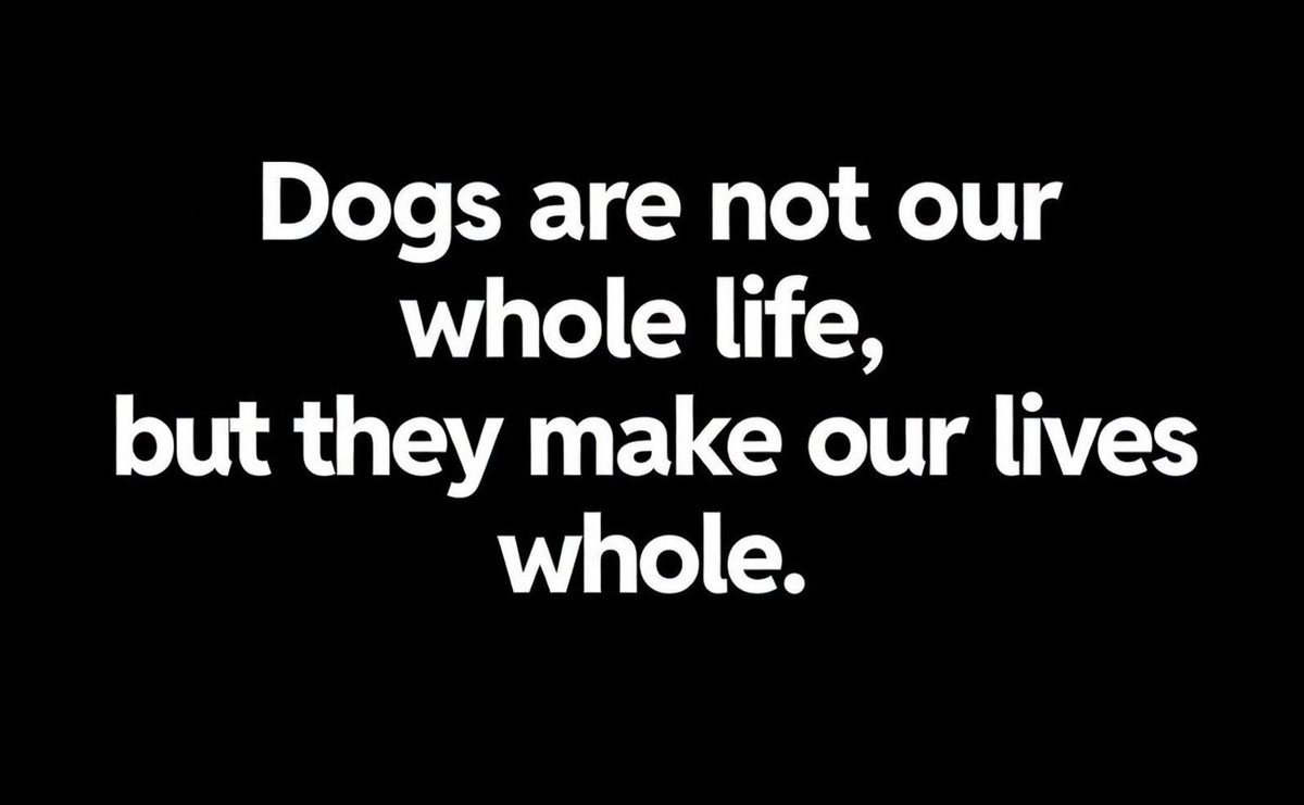 DogDog (@dogdoghq) on Twitter photo 